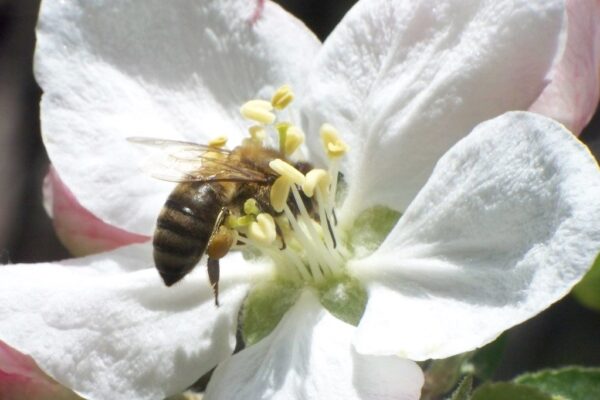 Do Bees Ever Return to the Same Spot in Different Seasons